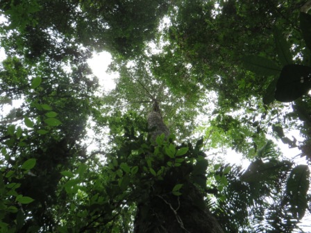 Canopy of a tropical forest from the forest floor